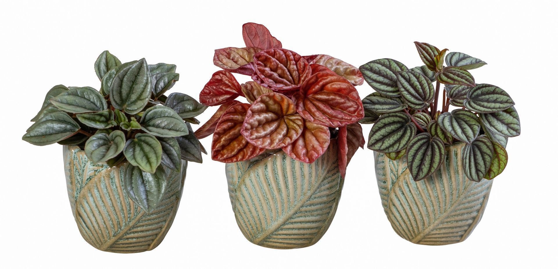 Peperomia L 66065 With Peperomia Mix