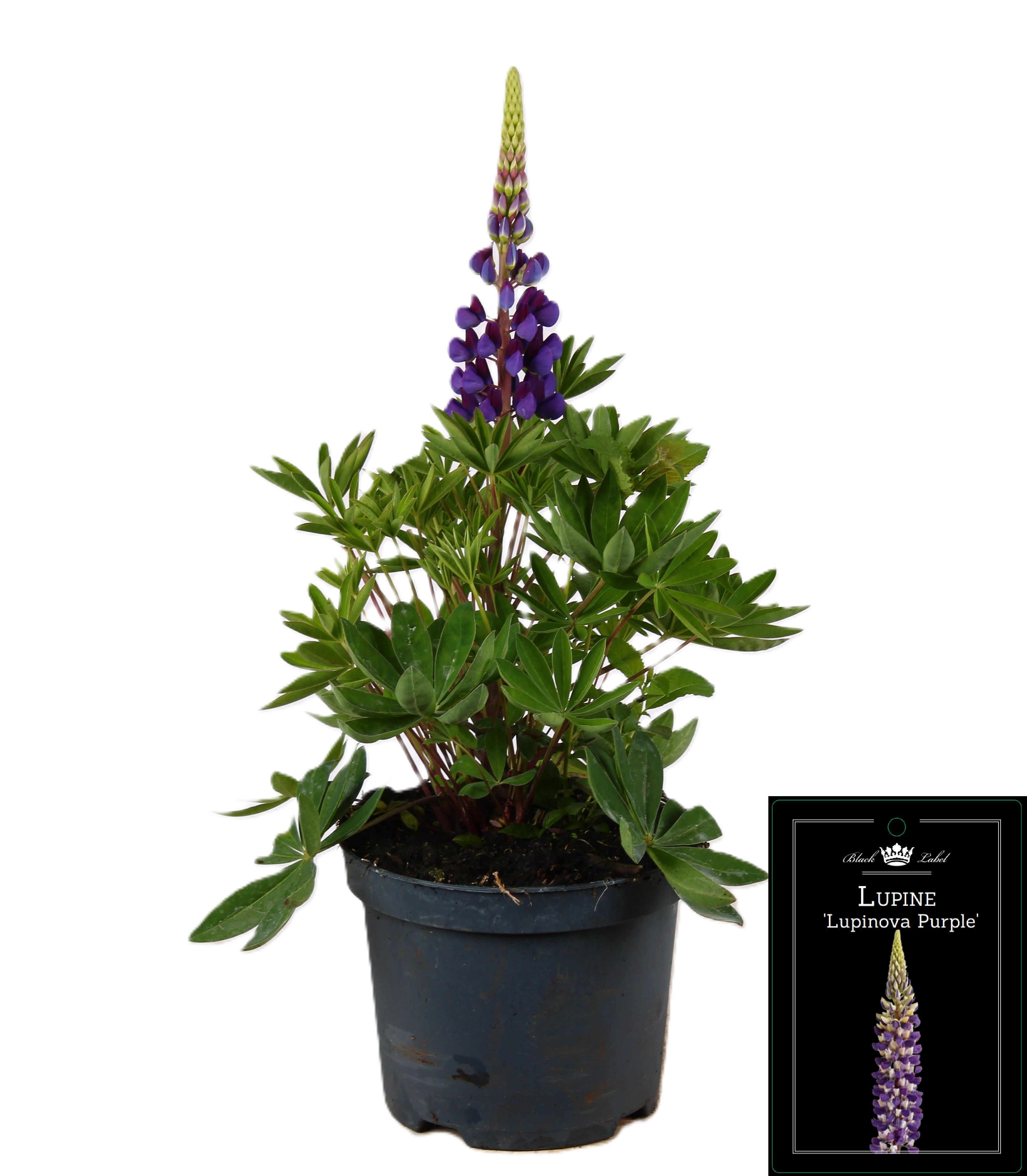 Picture of Lupine Lupinova Cierra