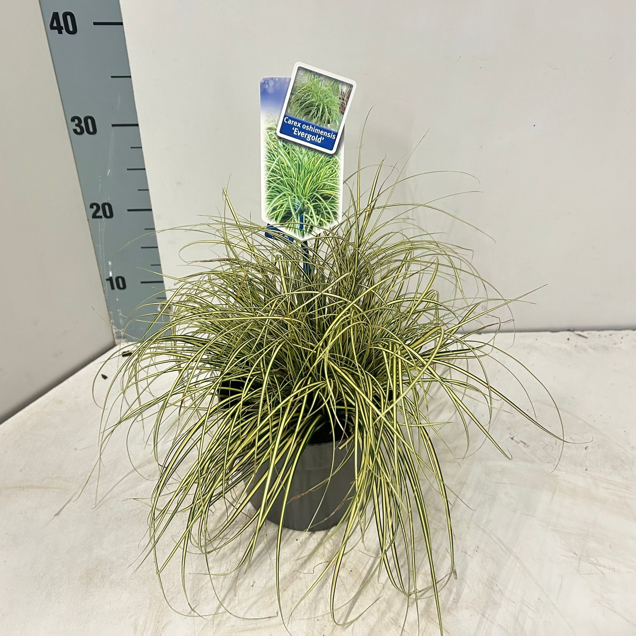 Picture of Carex oshimensis EverColor® 'Evergold’