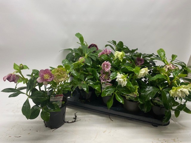 Helleborus Orien 12Ø 28cm