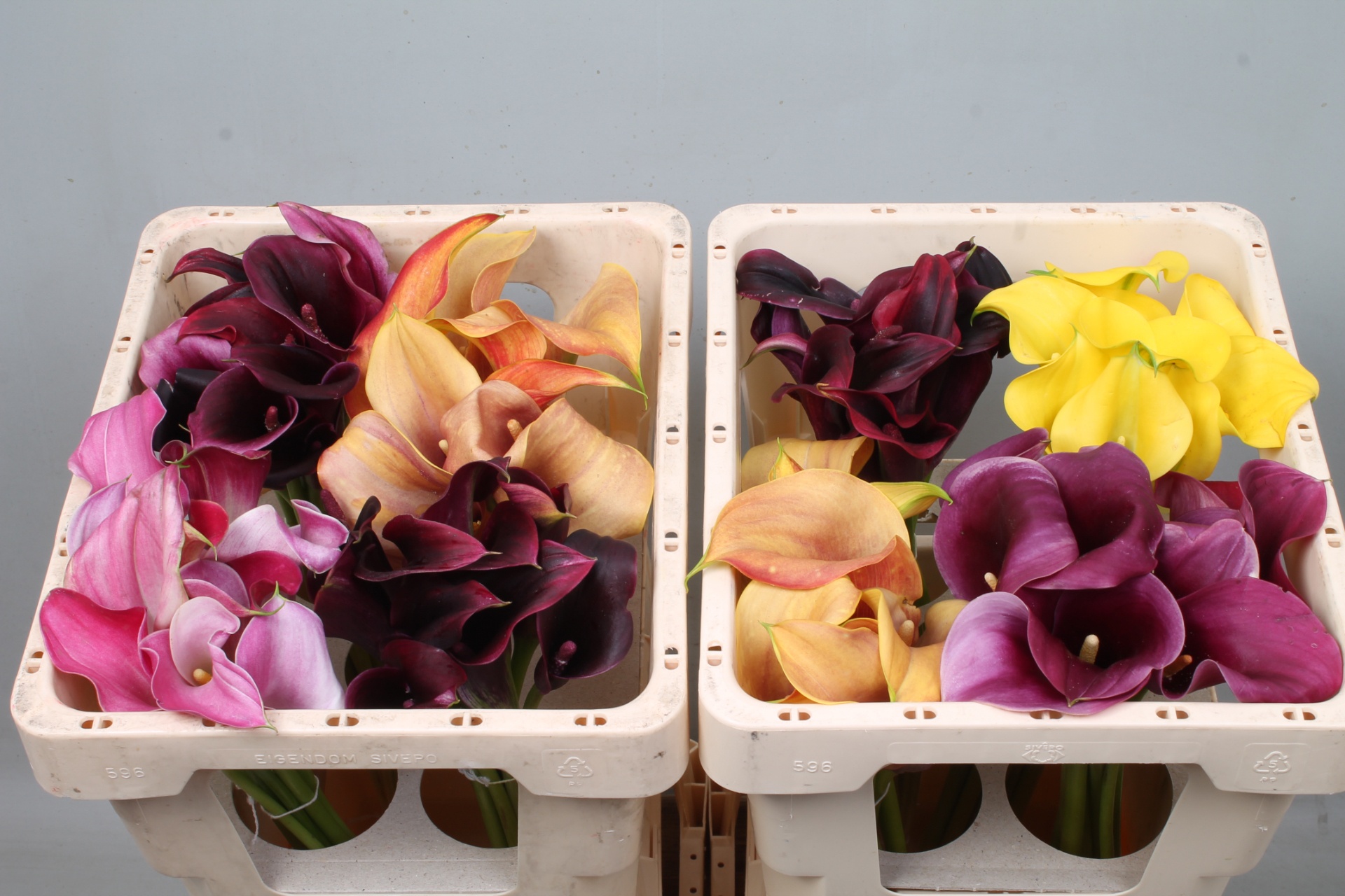 Calla Assorted 45cm