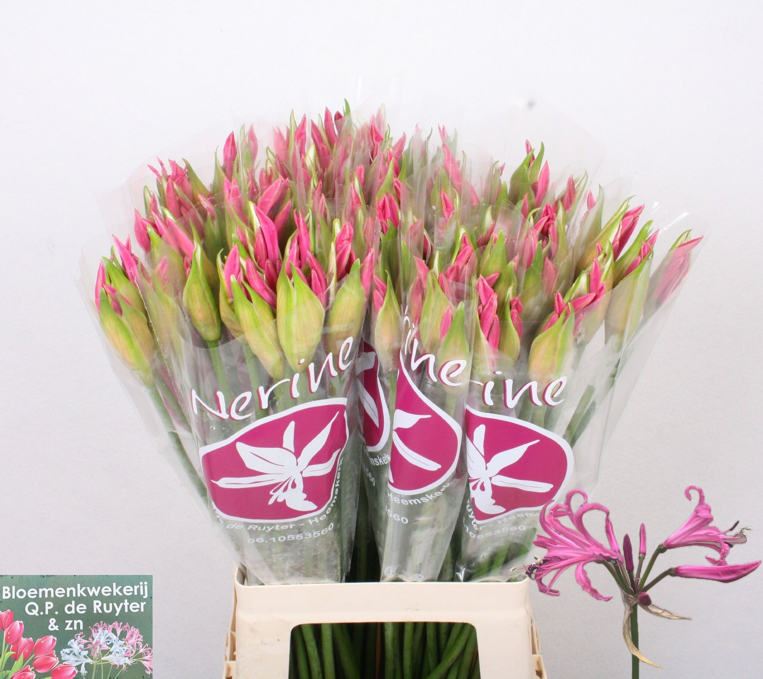 Nerine Ras Van Roon 60cm