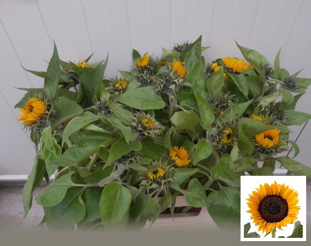 Helianthus Sunrich Or 70cm