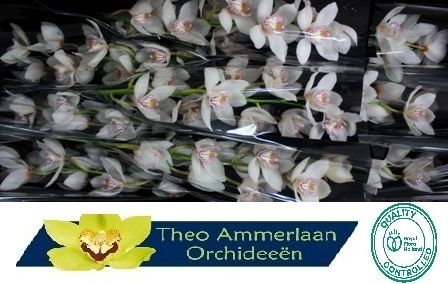 Cymbidium Mrs White Crystal 8/11bl