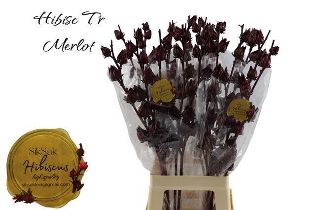 Hibiscus Tr Merlot 80cm