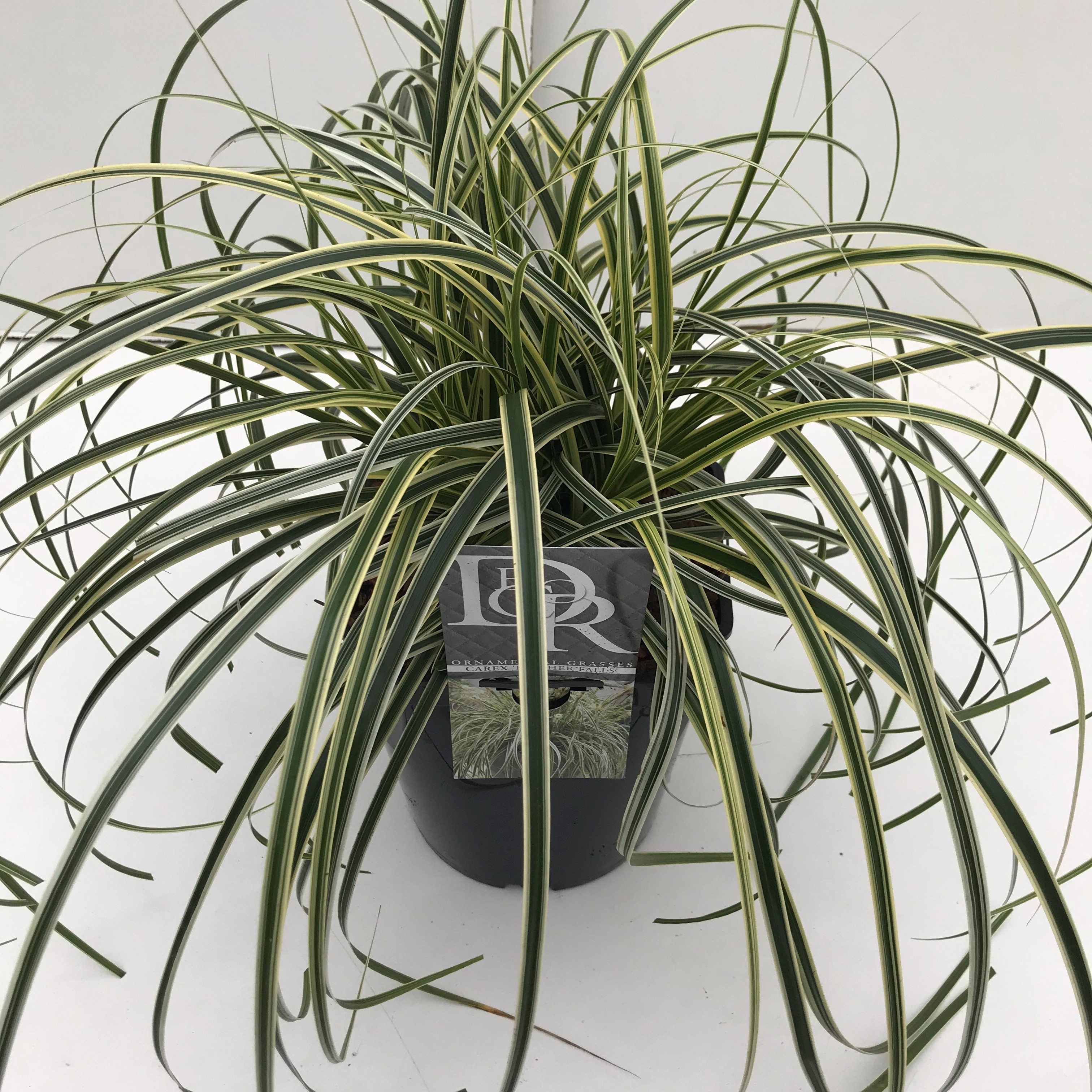 Picture of Carex Feather Falls P23 (5 Ltr) SQUARE (LOOSE)