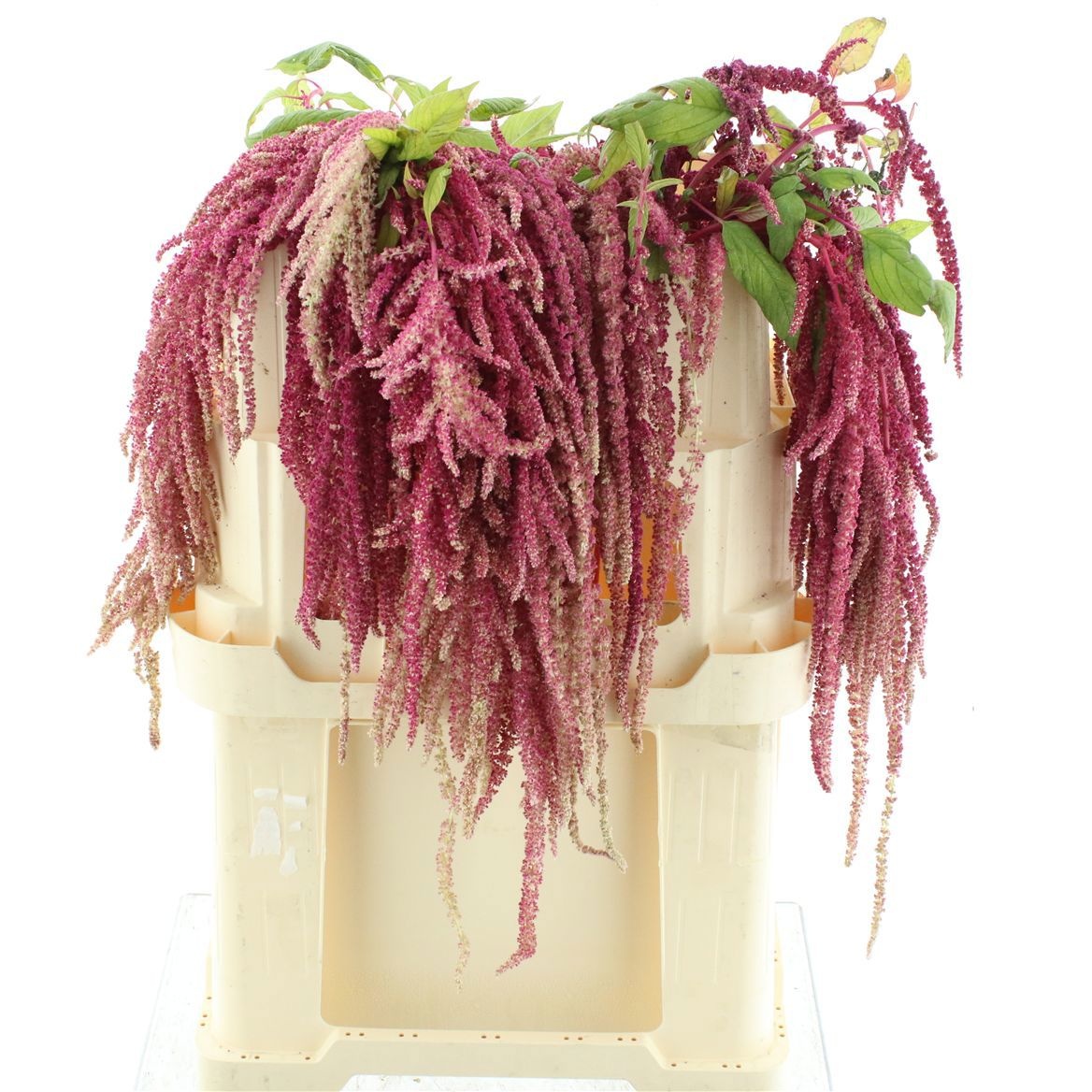Amaranthus Hang Lovely Bleed 60cm
