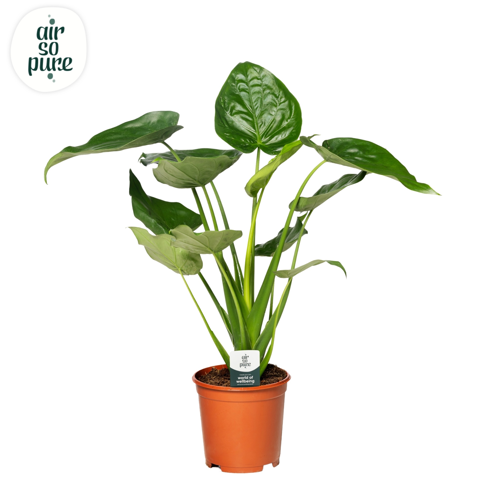 Alocasia cucullata air pure so