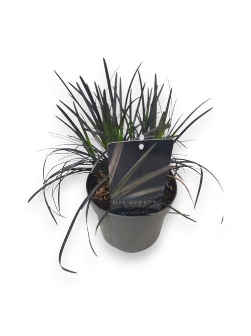 Ophiopogon planiscapus  Niger P17 Stra