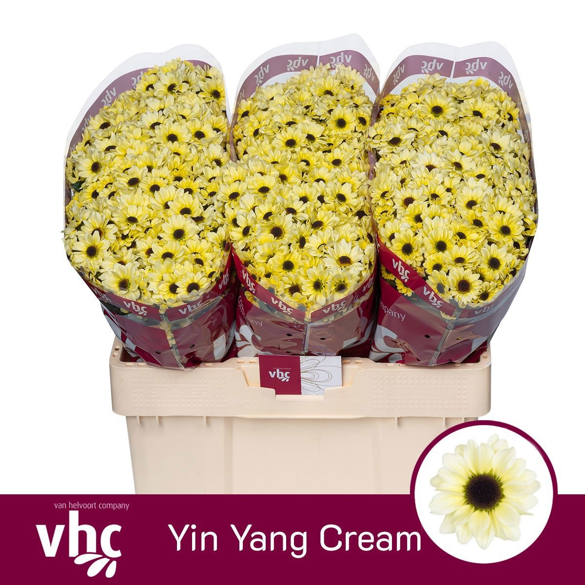 Chr S Yin Yang Cream