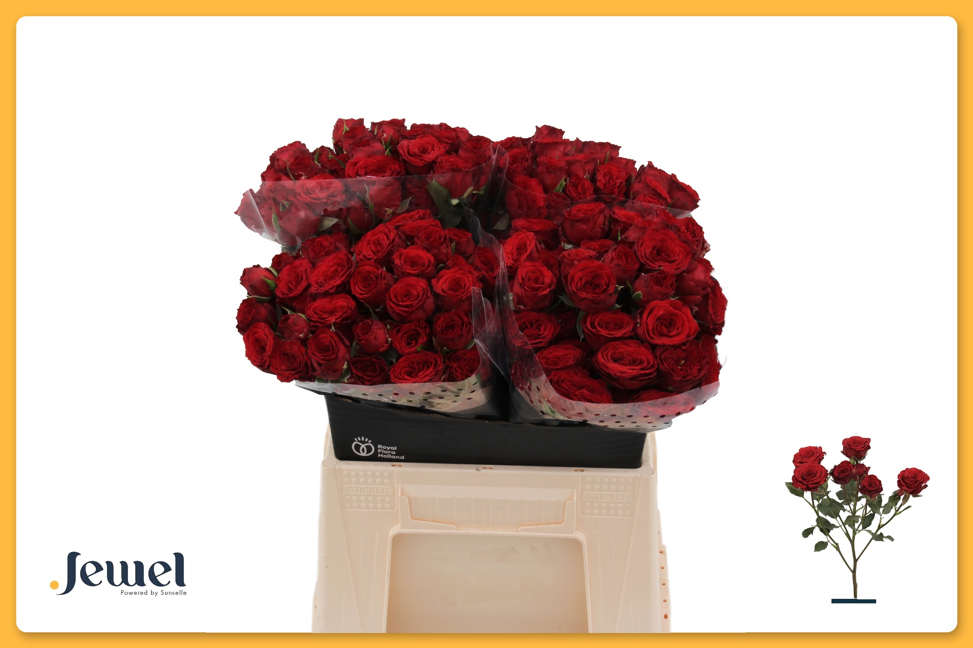 R Tr Velvet Blossoms 40cm