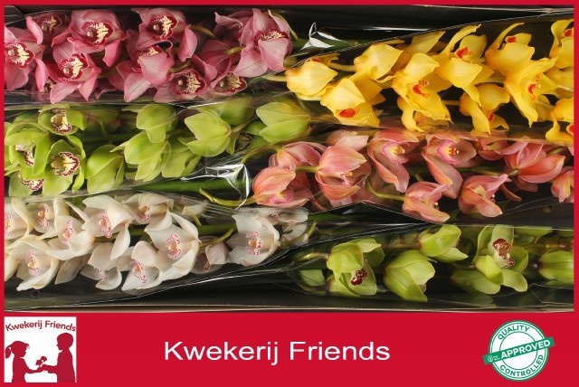 Cymbidium Asst 13bl