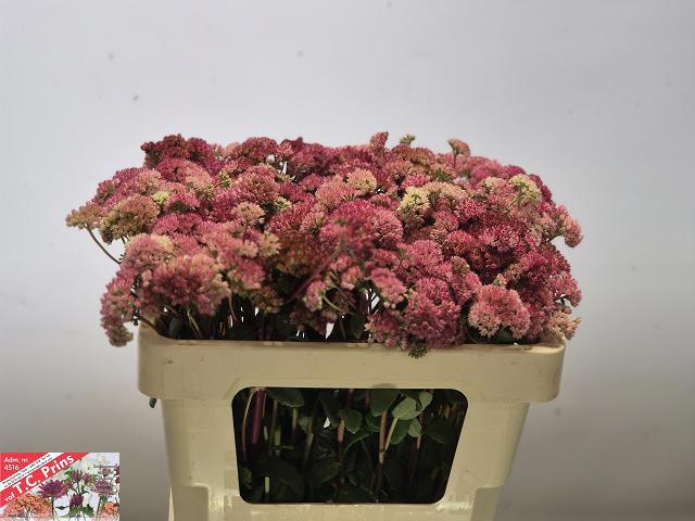 Sedum Magical Lizzy 50cm