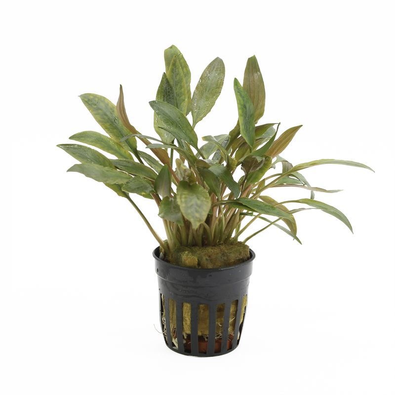 Cryptocoryne petchii pink