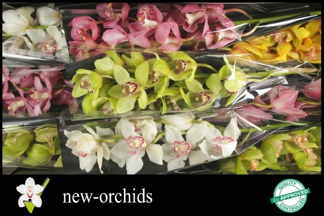 Cymbidium Asst 9bl