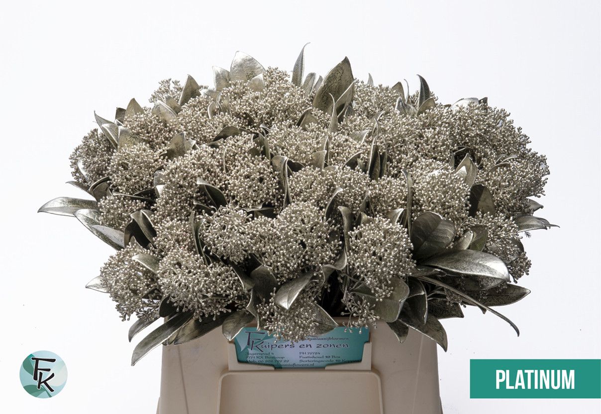 Skimmia Painted 45cm