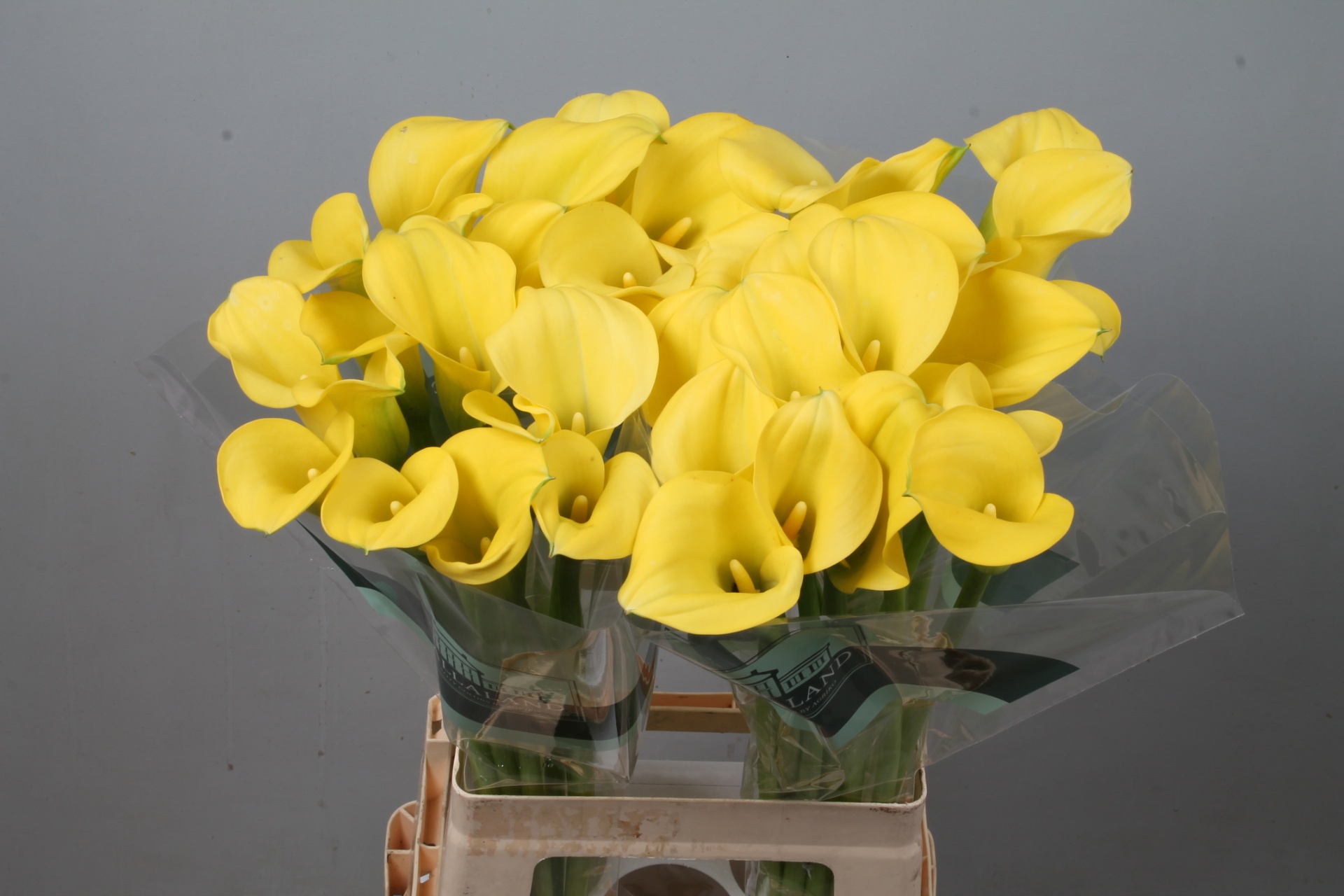 Calla Goldcup 70cm