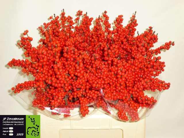 Ilex Verticlilata 60cm