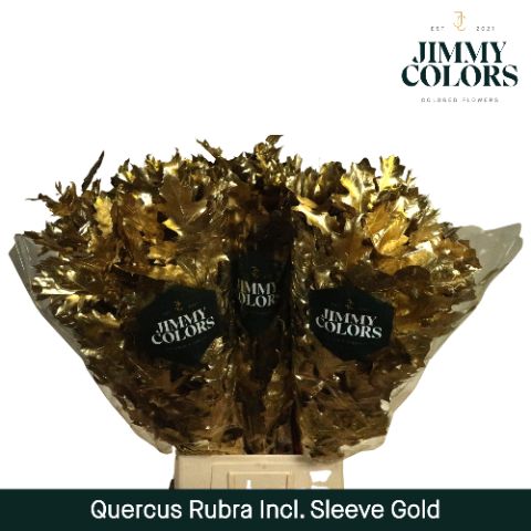 Quercus Rubra Sleeve L80 Gold