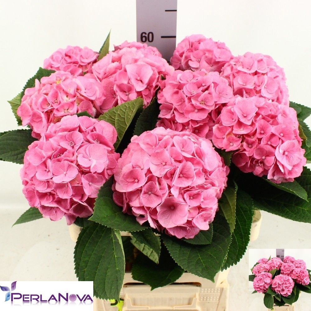 Hydrangea My Beautiful Heaven 60cm 16Ø