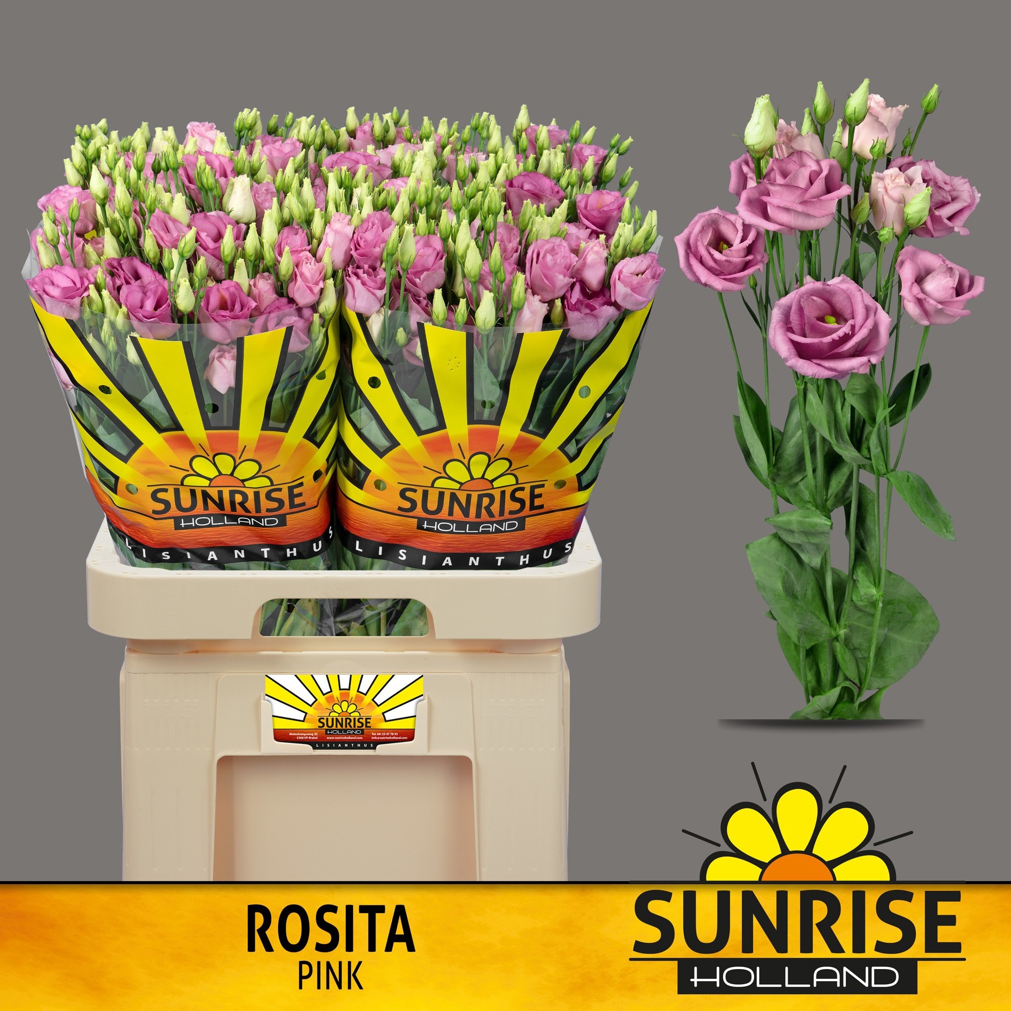 Eus G Rosi Rose Pink