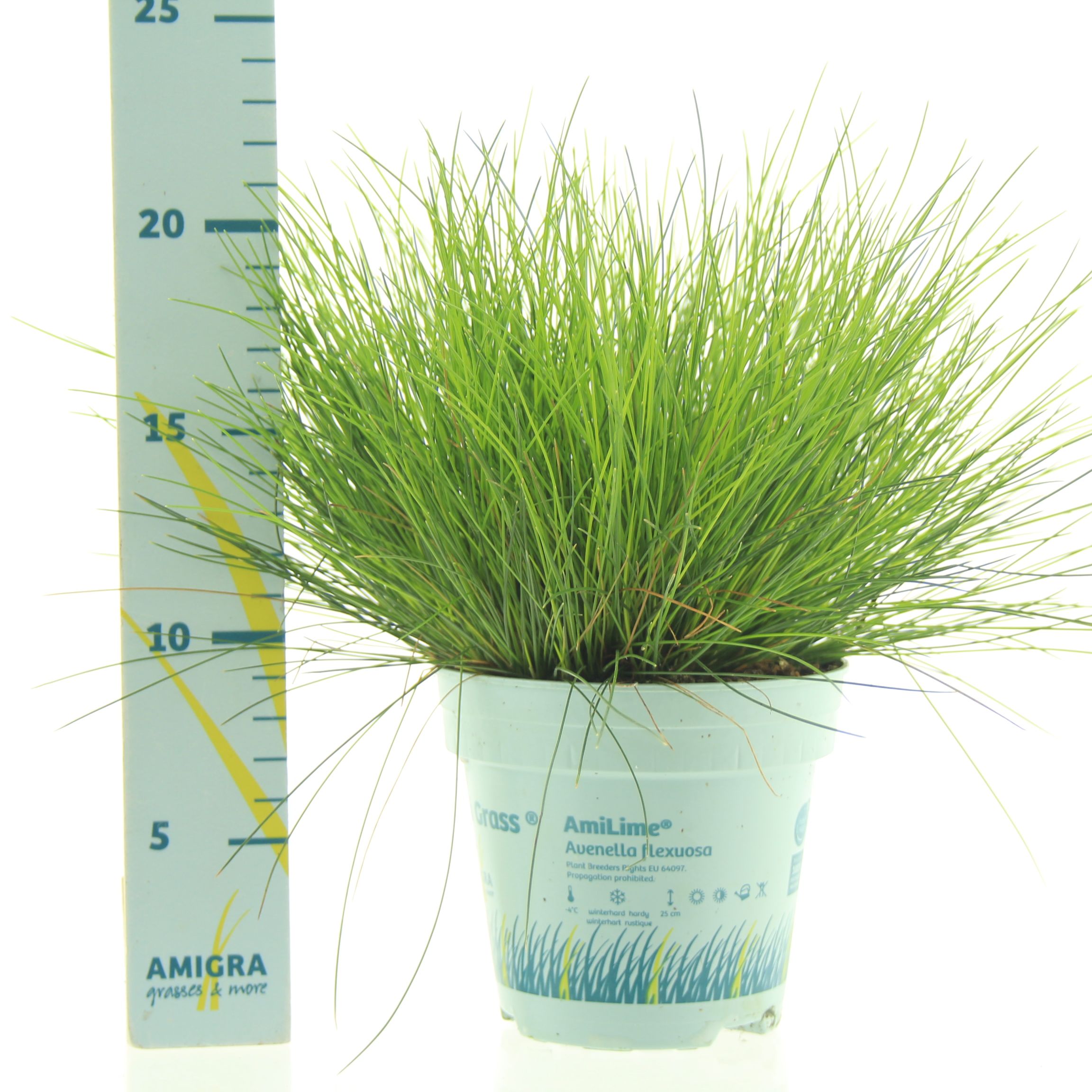 Picture of Deschampsia flexuosa AmiLime® P10.5