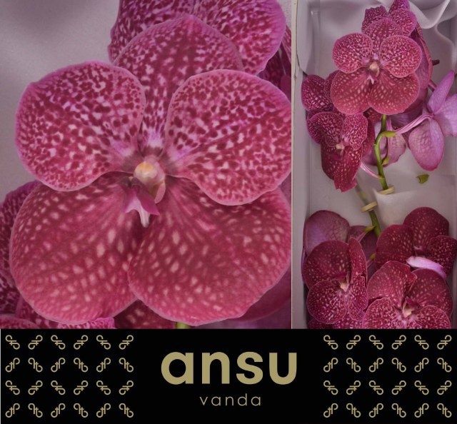 Vanda Ni Crimso Love 25L.cm