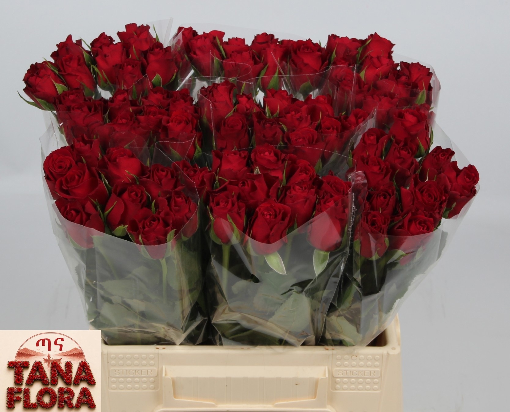 Rosa Furiosa 40cm