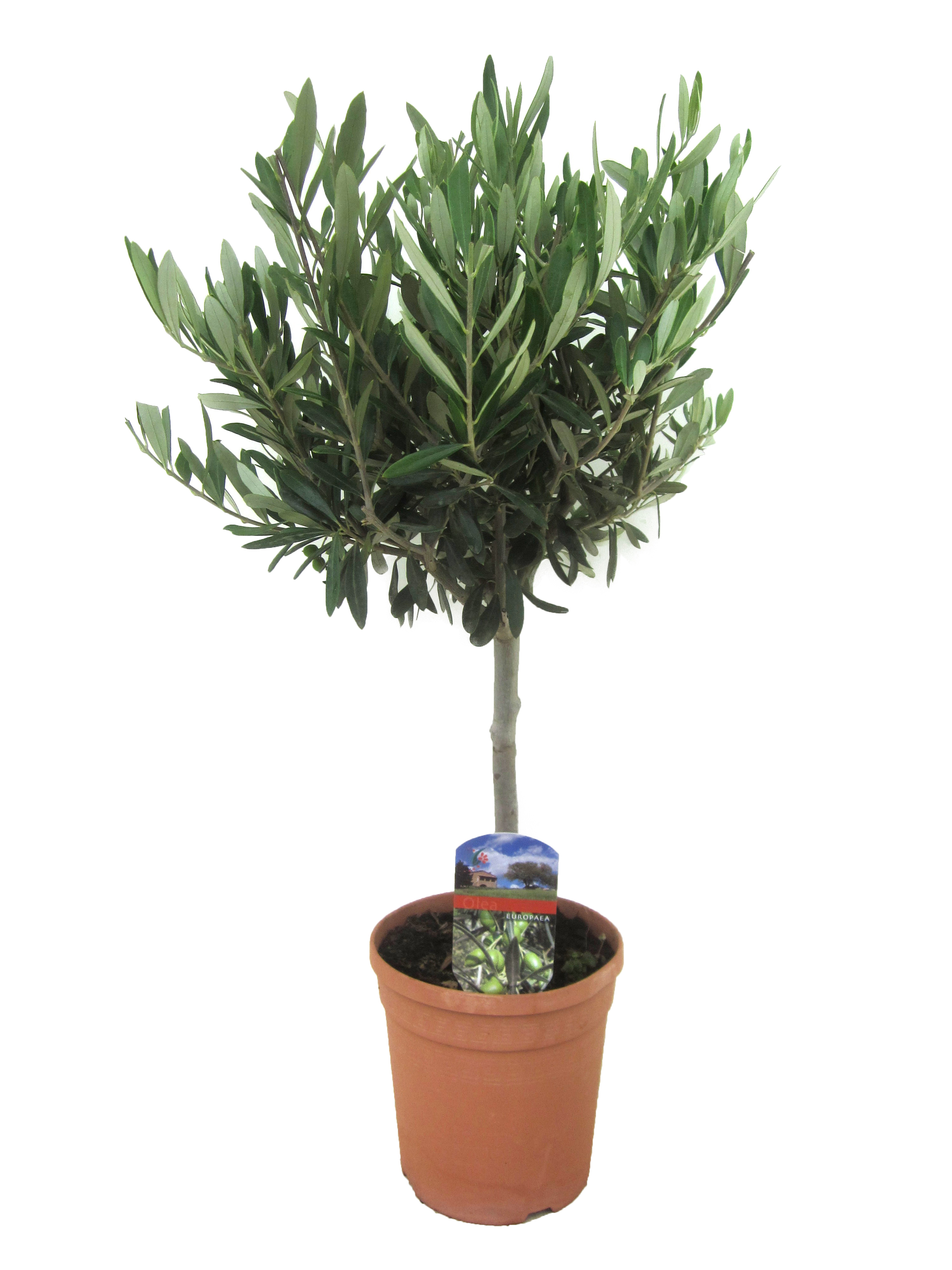 Picture of Olea europaea P17 STD/15/20CM/HEAD