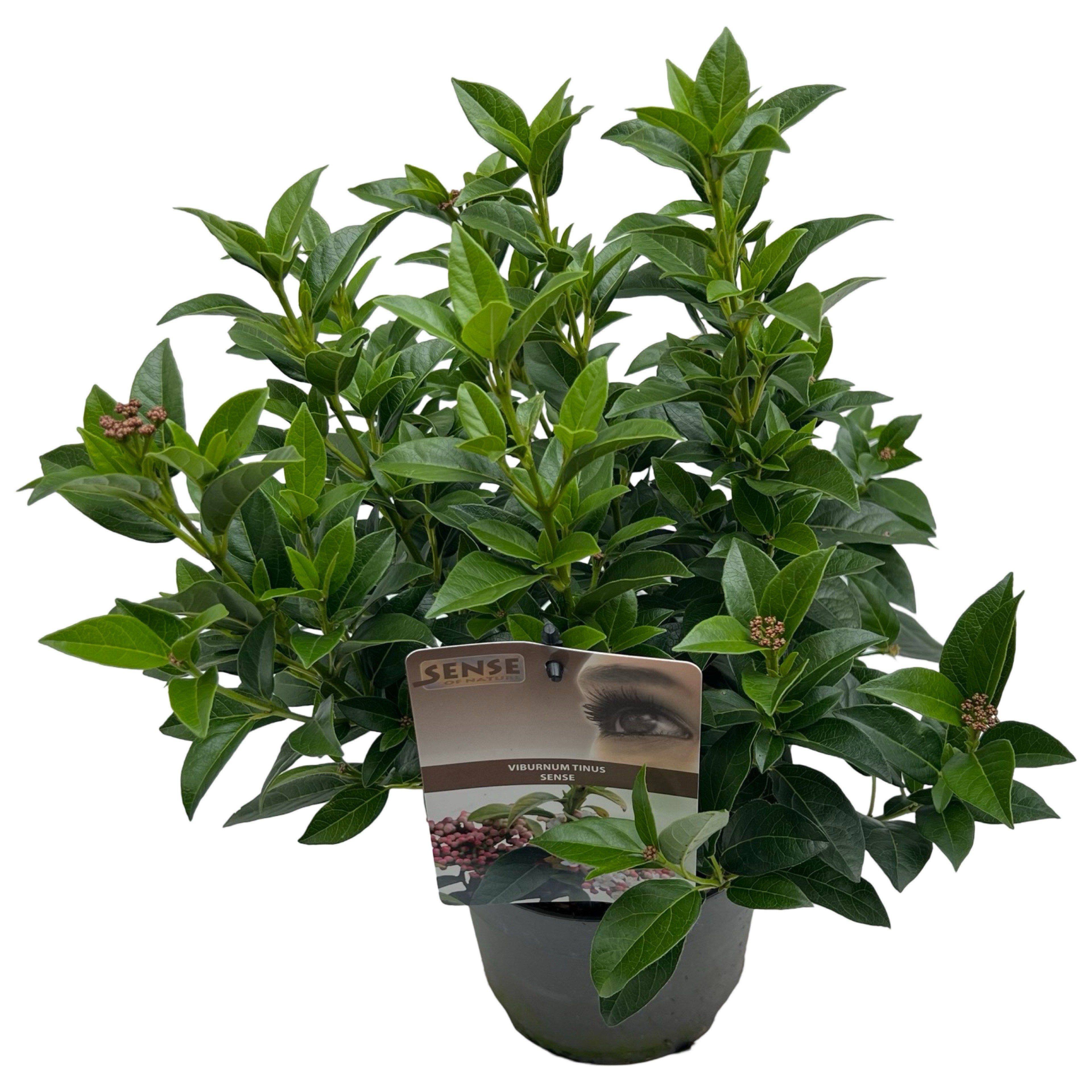 Picture of Viburnum tinus sense P17 (2 Ltr)