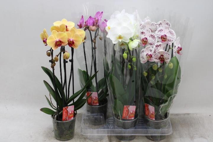 Phal El Cascade 12P 45H 2TAK 12bloem 23bloei