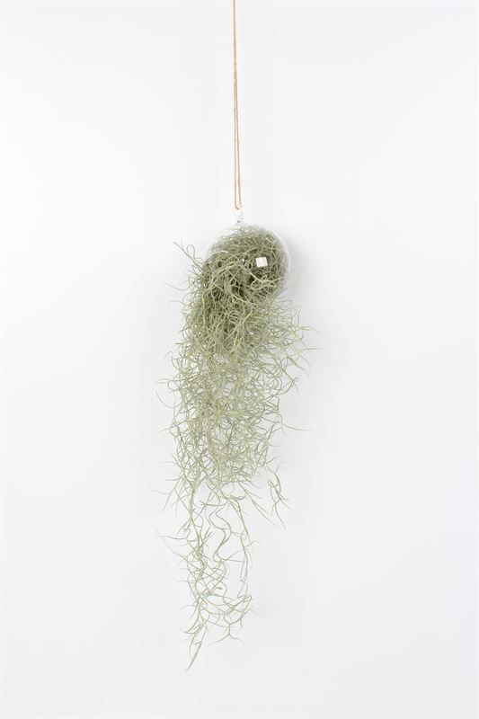 Till Usneoides