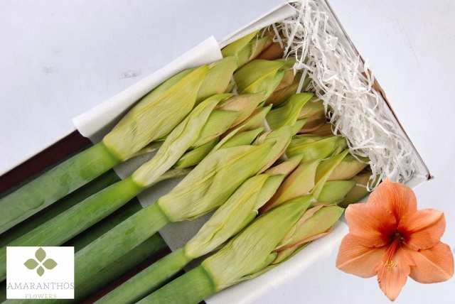 Hippeastrum Rilona 5bl