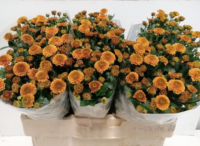 Chrys Santini Doria Orange 55cm 600Ø