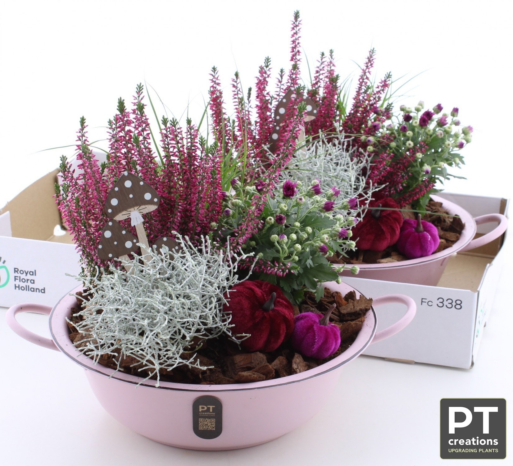 Arr Tuinplanten 35P 31cm 22bloei