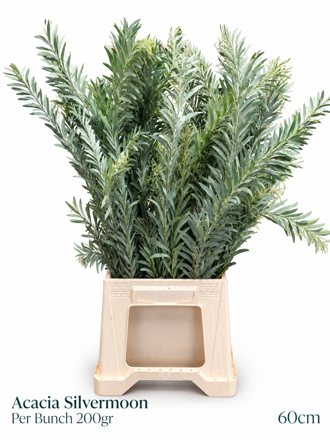 Acacia Dealbata Bs 200gram 23bloei