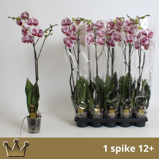 Phal Ov 12Ø 85cm