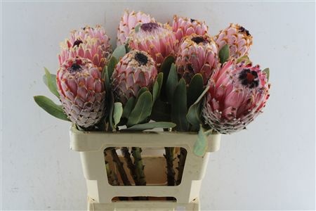 Protea Barbigera 60cm