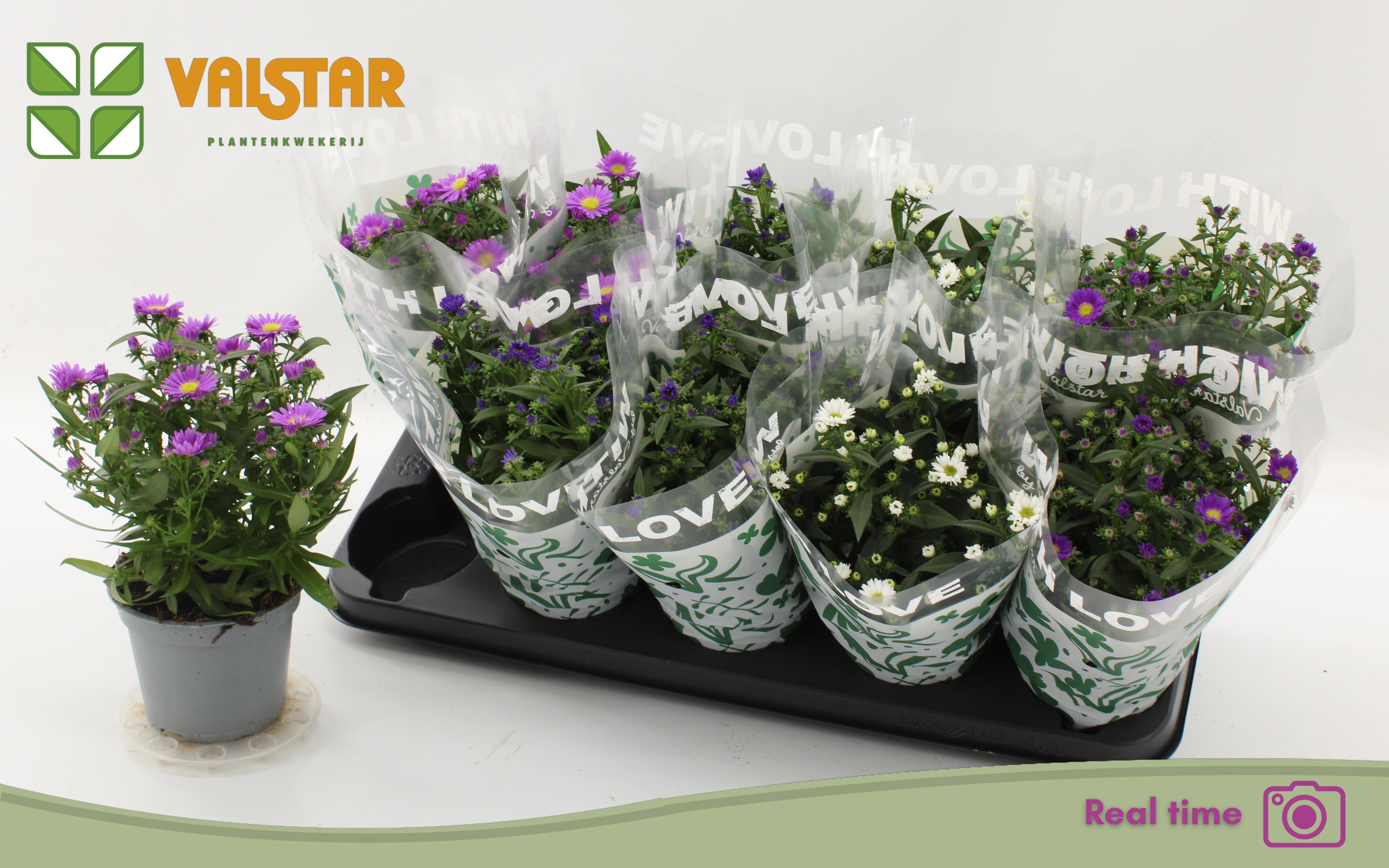 Aste Starl Gem 12P 25H 12bloei