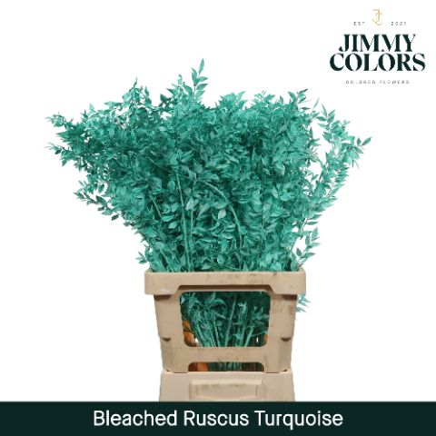 Ruscus Bleached Italy L70 Turquoise