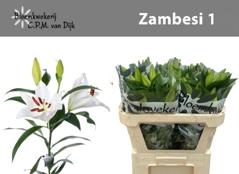 Li Ot Zambesi