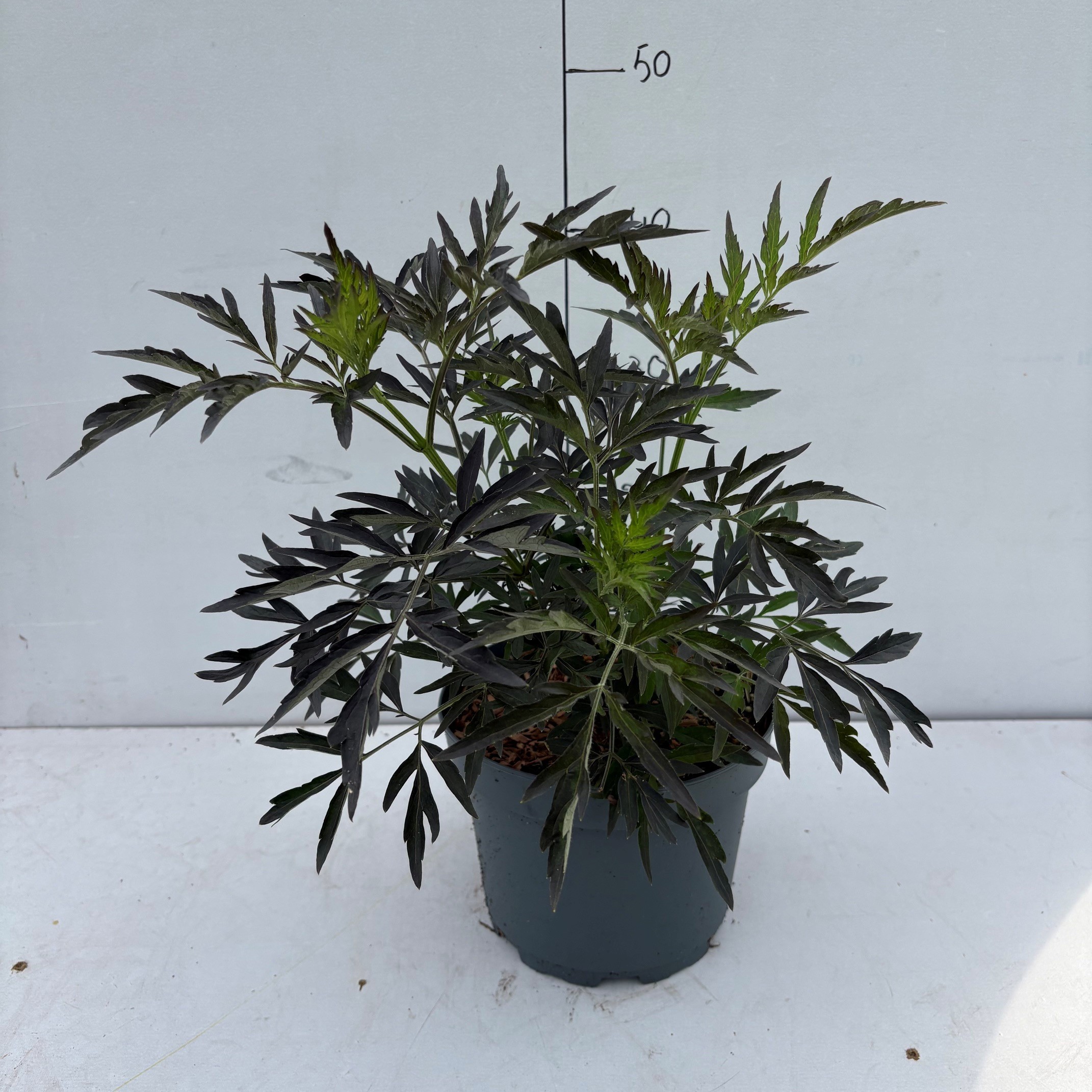 Sambucus nigra Black Lace ('Eva')