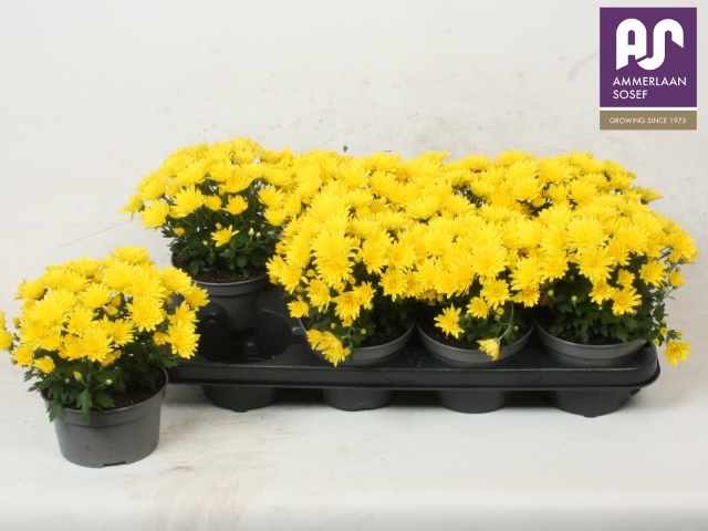 Chrys Gemengd P Pot 13Ø 24cm