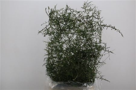 Asparagus Dens Sprengeri 140cm
