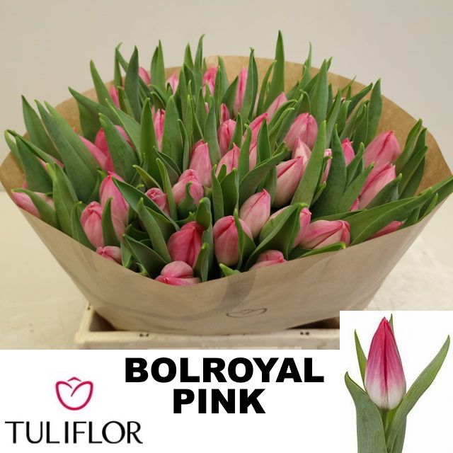 Tulipa Bolroyal Pink 33cm 28gram