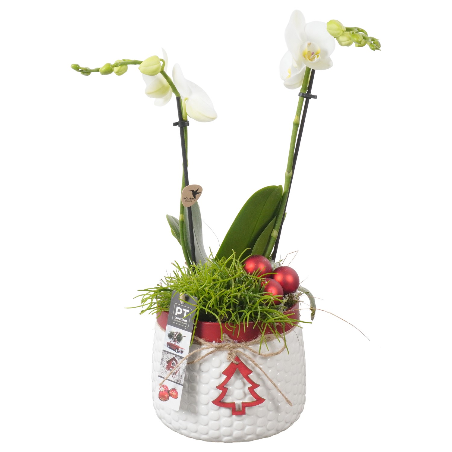 Picture of PTKB9369 Arrangement X-Mas in ceramic pot P16 41CM