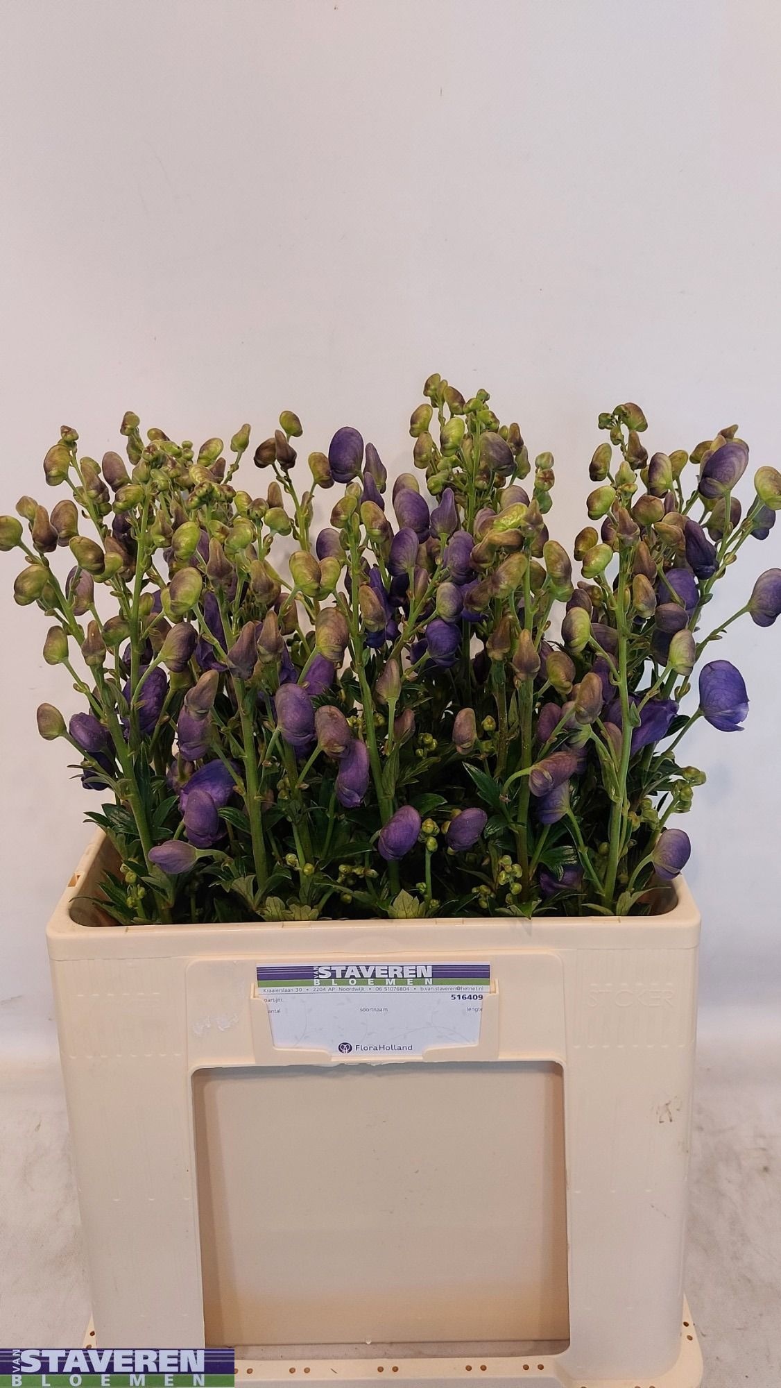 Aconitum Arensi 60cm