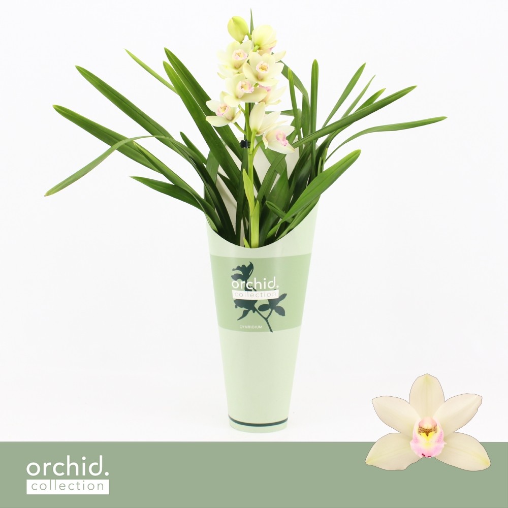 Picture of Cymbidium hybrid Heino 1-Spike Orchid Collection Potcover P12 50CM