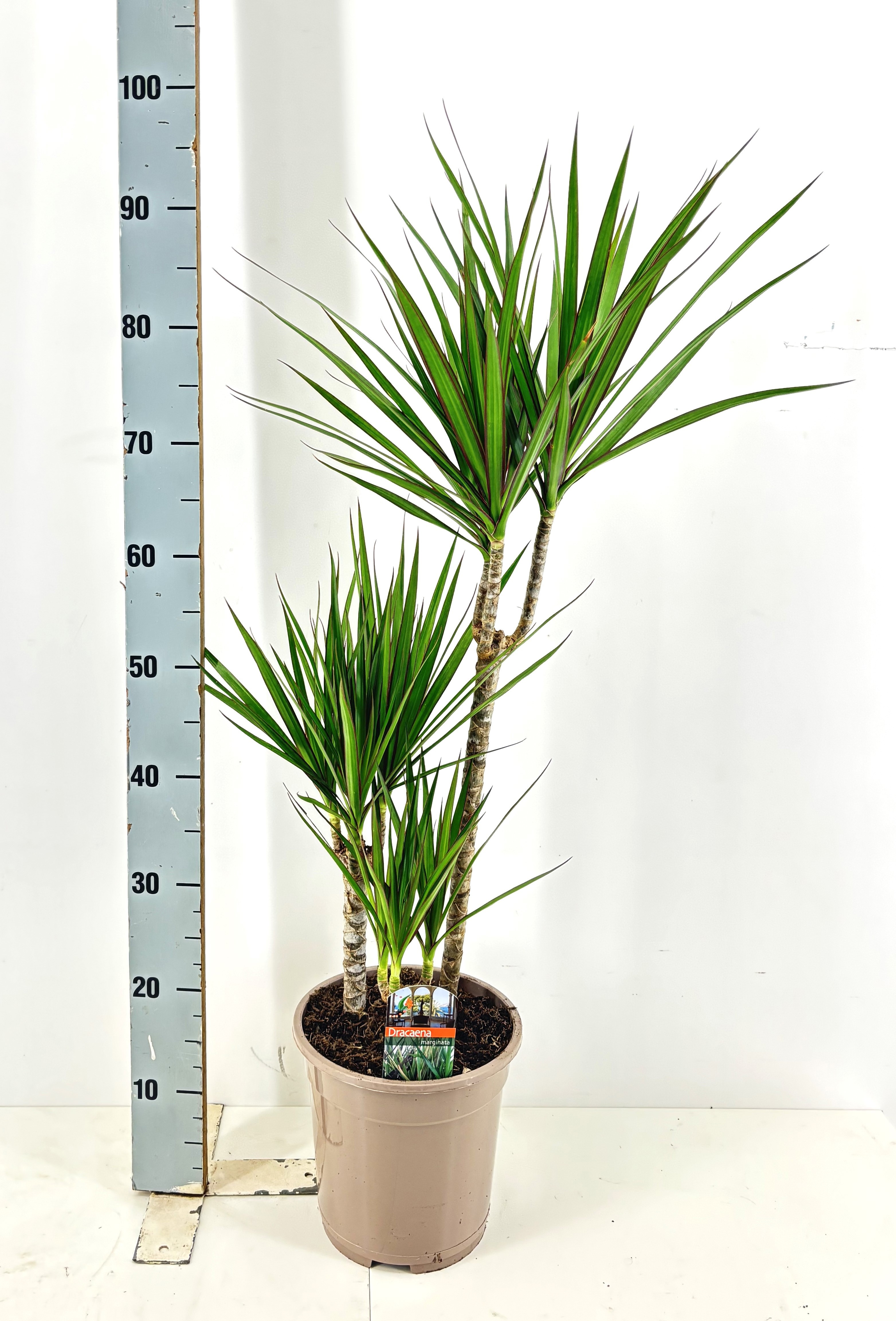 Dra Marginata 21P 100H 3stek 3kop