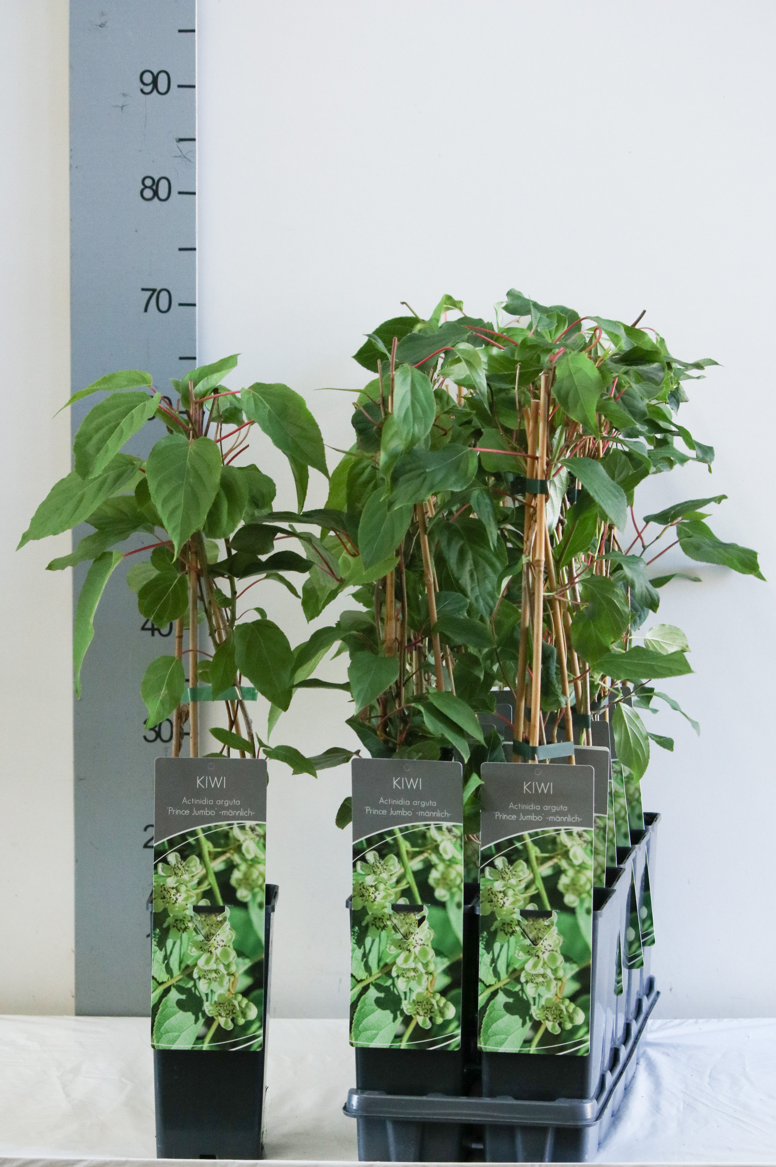 Actinidia arguta 'Prince Jumbo'